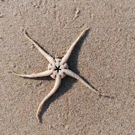 Dock10texel 3* De Cocksdorp (Texel)