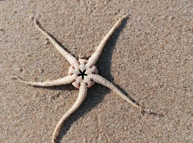 Dock10texel 3* دي كوكْسدوربْ